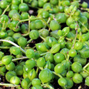 Senecio rowleyanus (now Curio rowleyanus) - String of Pearls