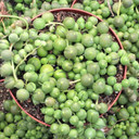 Senecio rowleyanus (now Curio rowleyanus) - String of Pearls