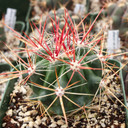 Thelocactus bicolor [large]