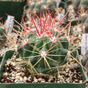 Thelocactus bicolor [large]