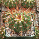 Melocactus oreas f. nova [large] - January