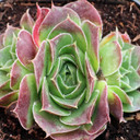 Sempervivum heuffelii 'Grand Slam'