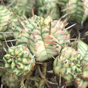 Euphorbia meloformis f. variegata [bare root]