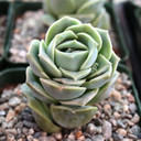 Graptoveria 'Lovely Rose' [large] - February