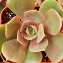 Echeveria 'Vampire Red Ball' - July