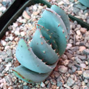 Aloe peglerae (Fan Form) - Fez Aloe [large] - February