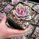 Echeveria 'Rainbow' [large] - February