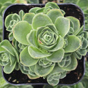 Aeonium dodrantale - Mountain Rose - June