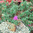 Trichodiadema bulbosum - African Bonsai [large] [caudex] - March