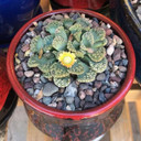 Titanopsis calcarea - Concrete Leaf (photo by Reddit user Aoxmodeus)