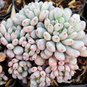 Graptopetalum pachyphyllum - Bluebean - April