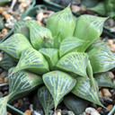 Haworthia magnifica var. acuminata [large] - March