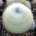 Rebutia fiebrigii var. albipilosa - White-haired Crown Cactus [large] - February