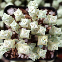 Crassula rupestris ssp. commutata 'Variegated Tom Thumb' - February