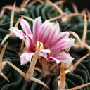 Stenocactus anfractuosus [large] - February