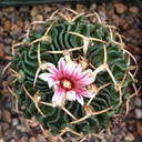 Stenocactus anfractuosus [large] - February