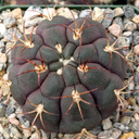 Gymnocalycium pflanzii var. albipulpa [large] - March