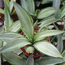 Agave demeesteriana 'Silver Star' [large] - March