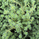 Sedum hispanicum var. minus - March