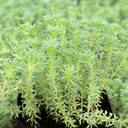 Sedum hispanicum var. minus - March