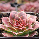 Sempervivum heuffelii 'Toronto' - March