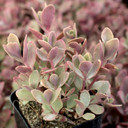 Sedum SUNSPARKLER® 'Firecracker'