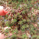 Sedum album 'Black Pearl' [plug] - March