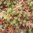 Sedum album 'Black Pearl' [plug] - March