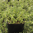 Sedum album 'Coral Carpet' - November