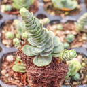 Sedum anacampseros [plug] - March