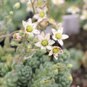 Sedum dasyphyllum 'Himalayan Skies' (Bloom)