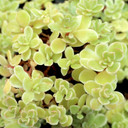 Sedum makinoi 'Variegatum' - Variegated Japanese Stonecrop - July