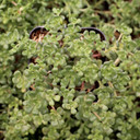 Sedum oreganum - Oregon Stonecrop - June