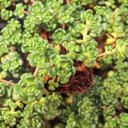 Sedum oreganum - Oregon Stonecrop [plug] - March