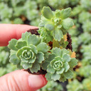 Rhodiola pachyclados - Gray Stonecrop [plug] - March