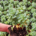 Rhodiola pachyclados - Gray Stonecrop [plug] - March