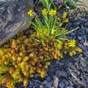Sedum reflexum 'Angelina' (Mature)