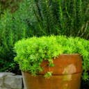 Sedum reflexum 'Angelina' (Mature)
