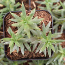 Sedum reflexum 'Spanish Blue Select' - December