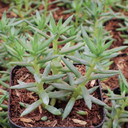 Sedum reflexum 'Spanish Blue Select' - December