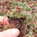 Sedum spurium 'John Creech' [plug] - March