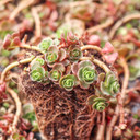 Sedum spurium 'John Creech' [plug] - March