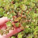 Sedum tetractinum - Chinese Stonecrop [plug] - March