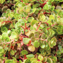 Sedum tetractinum - Chinese Stonecrop [plug] - March