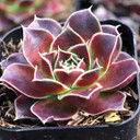 Sempervivum heuffelii 'Applauze' - February