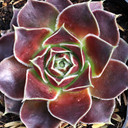 Sempervivum heuffelii 'Applauze' - February