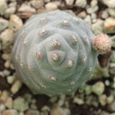 Tephrocactus articulatus var. inermis - Pine Cone Cactus