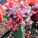 Gymnocalycium mihanovichii - Grafted Moon Cactus [landscape quality] [large]