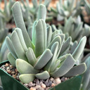 Cheiridopsis candidissima [large] - February