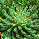 Euphorbia flanangii - Medusa's Head [extra large]